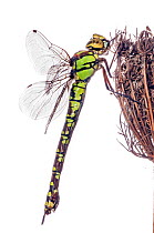 Southern hawker dragonfly (Aeshna cyanea) female, Podere Montecucco, Orvieto, Umbria, Italy, October.