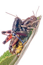 Brown Mountain Grasshoppers (Podisma pedestris) mating,Terminillo, near Terni, Lazio, Italy. September.