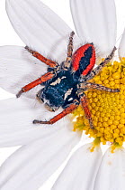Jumping spider (Philaeus chrysops) on daisy in garden at Podere Montecucco, Orvieto, Umbria, Italy, June.