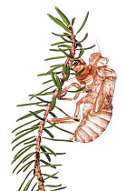 Exoskeleton (exuvium) of Cicada (Cicada orni) left after emergence. Mount Peglia, Orvieto, Umbria, Italy, September.