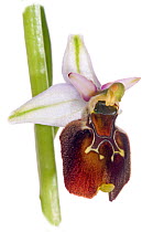 Tyrhennian Ophrys (Ophrys tyrrhena) one of a complex of similar orchids once grouped under the Ophrys arachnitiformis umbrella also called Ophrys exaltata ssp tyrrhena and Ophrys monte-leonis. hillsid...