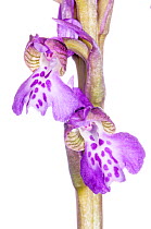 Green-winged Orchid (Anacamptis morio picta) in flower near Torrealfina, Lazio, Italy. May.