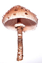 Parasol mushroom (Macrolepiota procera) Podere Montecucco, near Orvieto, Umbria, Italy, October.