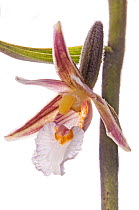 Marsh Helleborine (Epipactis palustris) in flower, uncommon species,Castelfiori, Umbria, Italy, June.