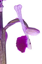 Long-spurred Orchid (Anacamptis morio longicornu (syn. Orchid longicornu) in flower, Bosco di Ficuzza Forest, Sicily, May. Endemic species.