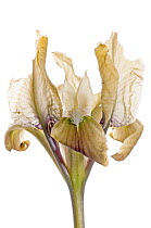 Sicilian iris (Iris pseudopumila) in flower, Gargano, Puglia, Italy, April.