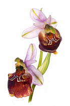 Hybrid orchid (Ophrys pizzulensis) a possible hybrid between the Small-patterned Ophrys (Ophrys fuciflora ssp. parvimaculata) and Spectacle Ophrys (Ophrys argolica ssp biscutella) growing in moist-woo...