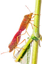 Green shield bug (Palomena prasina) mating pair. Nr Orvieto, Umbria, Italy, July.