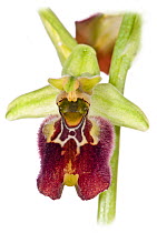 Hybrid orchid (Ophrys x cosentiana nociana), hybrid of Small-patterned Ophrys (Ophrys fuciflora parvimaculata ) and Ophrys fuciflora apulica, growing in moist-woodland above Lago di Varano, Gargano, P...