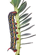 Spurge Hawkmoth caterpillar (Hyles euphorbiae) on one of its foodplants Euphorbia myrsinites, Gargano, Italy, October.