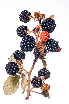 Bramble blackberries (Rubus fruticosus) Podere Montecucco, Orvieto, Umbria, Italy, October.