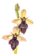 Hybrid orchid (Ophrys x pietschii) hybrid of bee orchid (Ophrys apifera) and Fly orchid (Ophrys insectifera) found just off the A303, Wiltshire, England, UK, June.