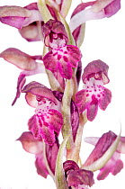 Bug Orchid (Anacamptis coriophora fragrans) in flower,