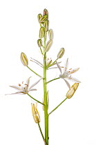Spiked star of Bethlehem (Ornithogalum narbonense) in flower, Italy, May.