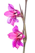 Field Gladiolus (Gladiolus italicus), Italy, May. Taken with digital focus stacking.
