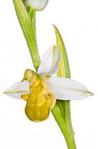 Bee orchid yellow variant (Ophrys apifera var chlorantha) Musee dei Fiori near Torrealfina, Lazio, Italy, May.