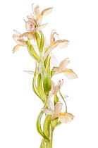 Island Marsh Orchid (Dactylorhiza insularis) uncommon species, Mount Amiata, Tuscany, Italy, May.