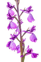 Marsh Orchis (Anacamptis palustris) rare species, in flower near Viterbo, Lazio, Italy, May.