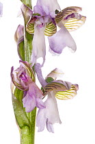Green-winged Orchid (Anacamptis morio picta) in flower near Torrealfina, Lazio, Italy, May.