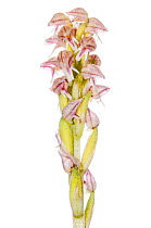 Dense-flowered orchid (Neotinea maculata) near Torrealfina, Lazio, Italy, May.