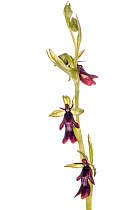 Fly Orchid (Ophrys insectifera) in flower, nearTorrealfina,Orvieto, Italy,
