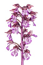 Lady Orchid (Orchis purpurea) in flower, Torrealfina, Lazio, Italy, April.