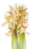 Elderflower Orchid (Dactylorhiza sambucina) white form,  the Simbruini Mountain, Lazio, Italy, June.