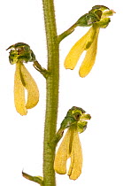 Twayblade (Listera ovata) in flower, Camosiara, Pescasseroli, Abruzzo, Italy, June.