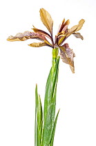 Stinking Iris (Iris foetidissima) in flower, Podere Montecucco, near Orvieto, Umbria, Italy, May.