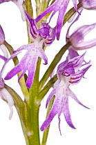 Naked Man Orchid (Orchis italica) in flower in grassland near Ferla, Sicily, Italy, May.