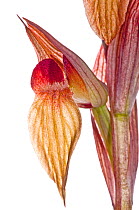 Eastern Serapias (Serapias orientalis) in flower, near Ferla, Sicily, Italy, May.