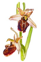 Bee orchid (Ophrys sphegodes atrata) in flower, near Ruggiano, Gargano, Italy, April.