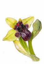 Bumble-bee orchid (Ophrys bombyliflora) in flower, near Monte St Angelo, Gargano, Italy, April.