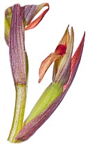 Small-flowered Serapias (Serapias parviflora) in flower, near Monte St Angelo, Gargano. Italy, April.