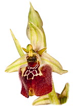 Ceglie Orchid (Ophrys celiensis) in flower, a rare endemic species restricted to Puglia near Ceglie Messapico. Near Martina Franca, Puglia, Italy