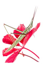 Pointed-nose grasshopper (Acrida ungarica) on flower, Orvieto, Umbria, Italy, October.