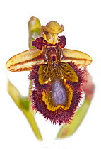 Mirror Ophrys (Ophrys speculum) in flower, Ferla, Sicily, Italy, May.