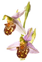 Bee Orchid (Ophrys apifera) in flower, taken near Orvieto, Umbria, Italy, June.