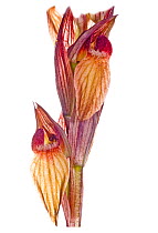 Eastern Serapias (Serapias orientalis) in flower, near Ferla, Sicily, Italy, May.