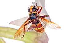 Hornet hoverfly (Milesia crabroniformis) on flower,