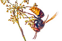 European hornet (Vespa crabro) on flower,  Podere Montecucco. Orvieto, Umbria, Italy, October.