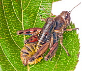 Brown Mountain Grasshoppers (Podisma pedestris) mating, Terminillo, near Terni, Lazio, Italy. September.