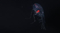 Deep sea amphipod (Cystisoma) swimming, a deep sea species from the Mesopelagic zone. Mid-Atlantic Ridge. Body is totally transparent and the redness in the eye is the visual pigment in the retina.