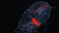Deep sea amphipod (Cystisoma) swimming, a deep sea species from the Mesopelagic zone. Mid-Atlantic Ridge. Body is totally transparent and the redness in the eye is the visual pigment in the retina.