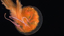 Jellyfish (Pelagia) swimming, Mid-Atlantic Ridge. Deep sea species.