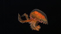 Jellyfish (Pelagia) swimming, Mid-Atlantic Ridge. Deep sea species.