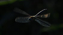 Migrant hawker (Aeshna mixta) hovering, Norfolk, England, UK, September.