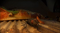 Close-up of a House fly (Musca domestica) grooming itself after feeding from a slice of pizza. Controlled conditions.