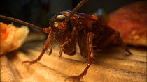 Close-up of an American cockroach (Periplaneta americana) grooming itself after feeding from a slice of pizza. Controlled conditions.