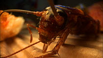 Close-up of an American cockroach (Periplaneta americana) grooming itself after feeding from a slice of pizza. Controlled conditions.